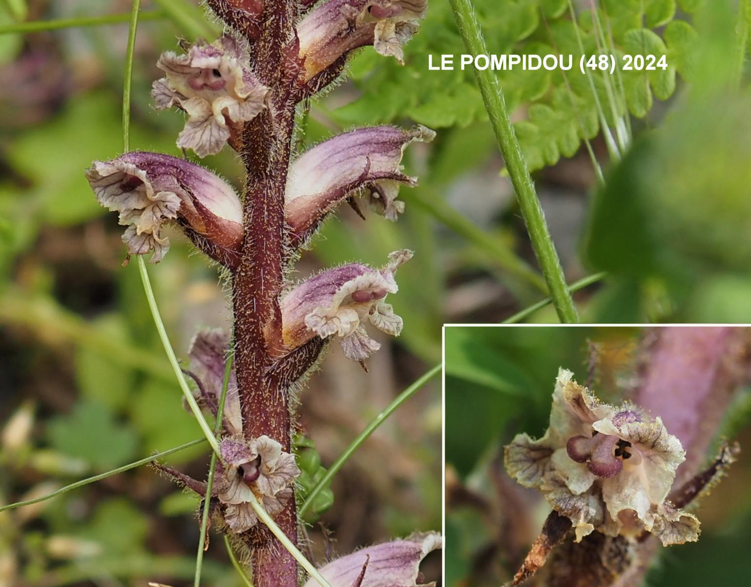 Broomrape, Lesser